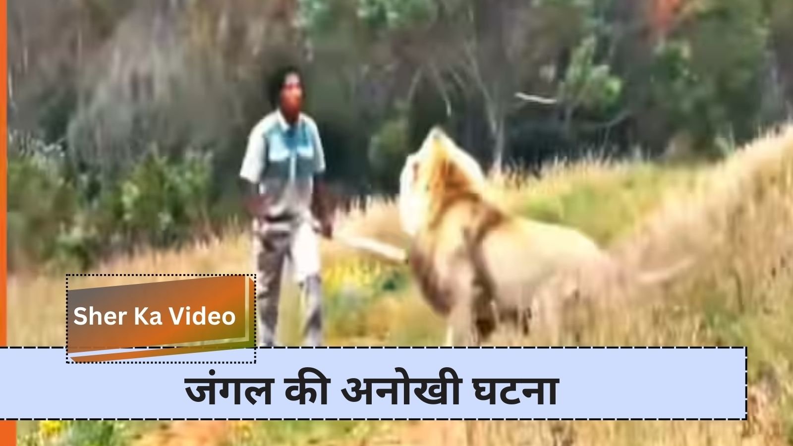 Sher Ka Video: A man approached the lion with a stick: A unique incident in the forest.