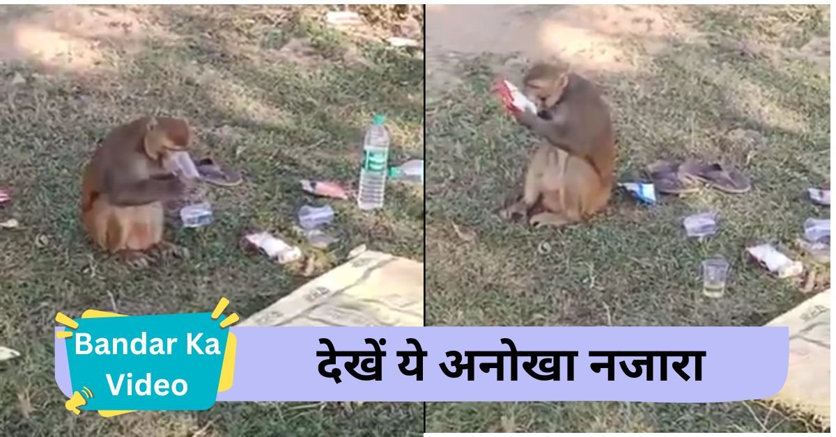 Bandar Ka Video: Funny video of drunken monkey: fun with tasting alcohol