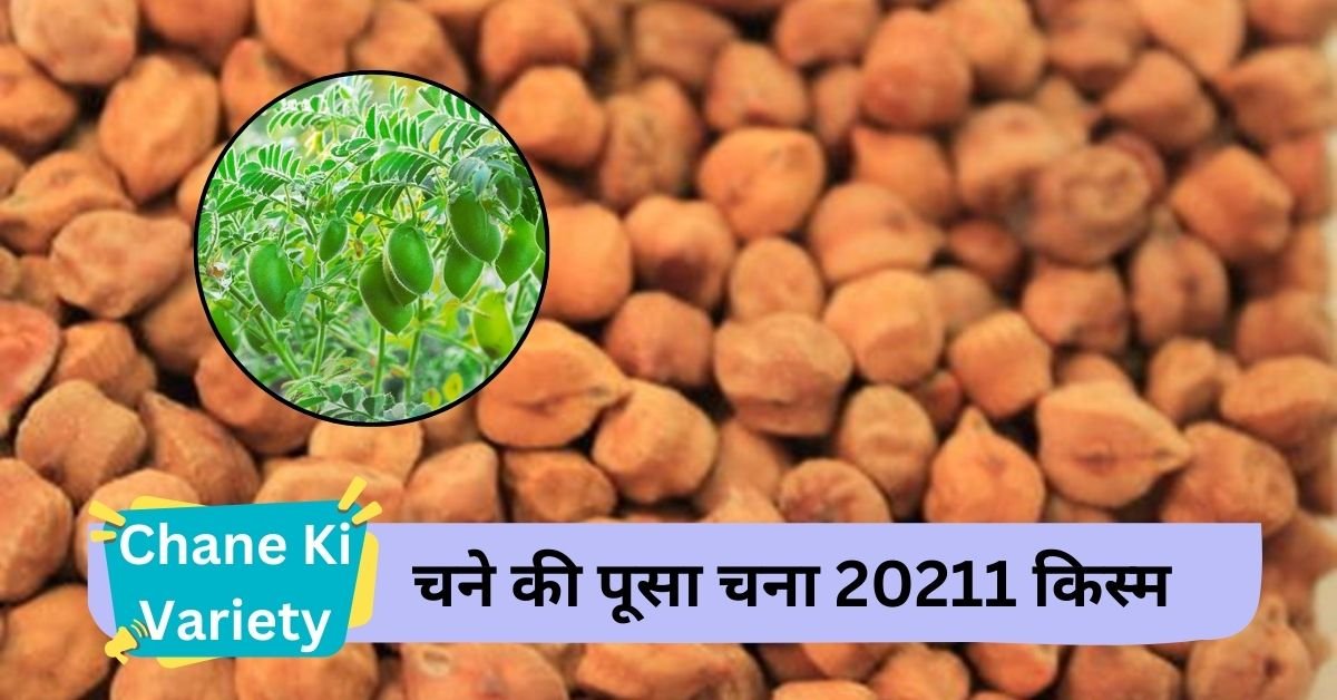 Chane Ki Variety: Pusa Chana 20211 variety of gram giving high yield at low cost.