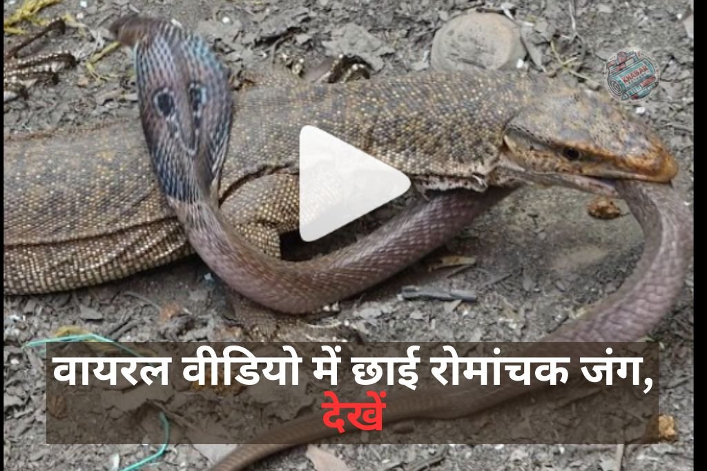 Monitor Lizard and Cobra: Lizard caught the snake, then the game changed