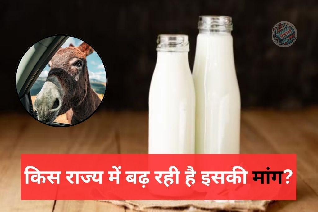 Gadhi Ka Doodh: High price of donkey milk: Why is it so expensive?