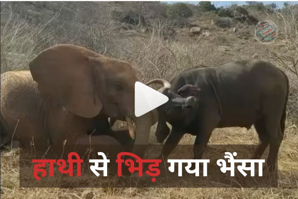 Hathi Aur Bhainse Ka Video : जंगल में हाथी से भिड़ गया भैंसा, फिर जो हुआ, देखना होगा