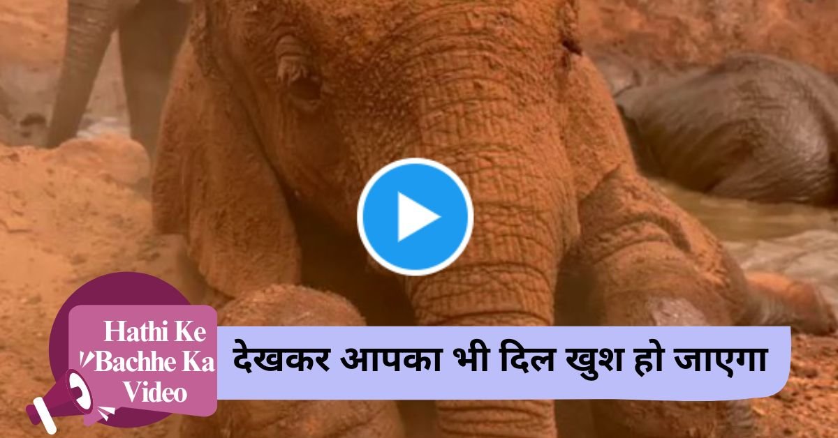 Hathi Ke Bachhe Ka Video: Cute video of baby elephant playing in the mud went viral