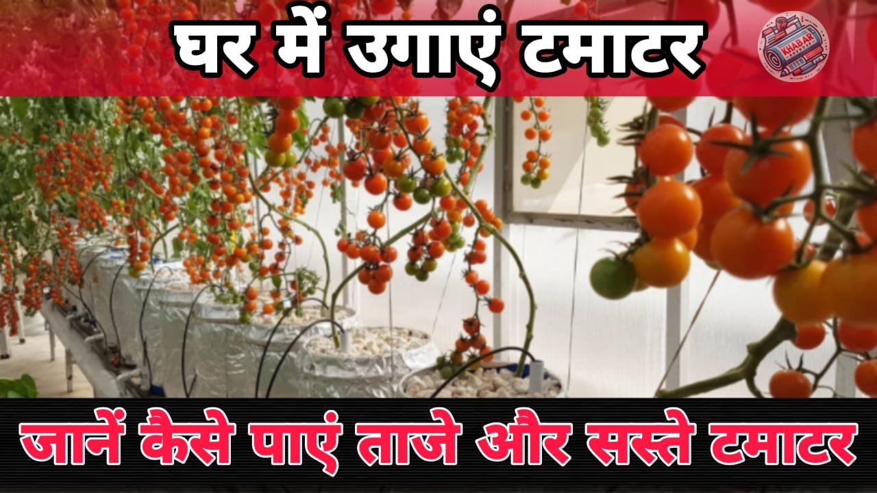 Kheti Kisani: Grow tomatoes at home, learn how to get fresh and cheap tomatoes with the Dutch bucket method.