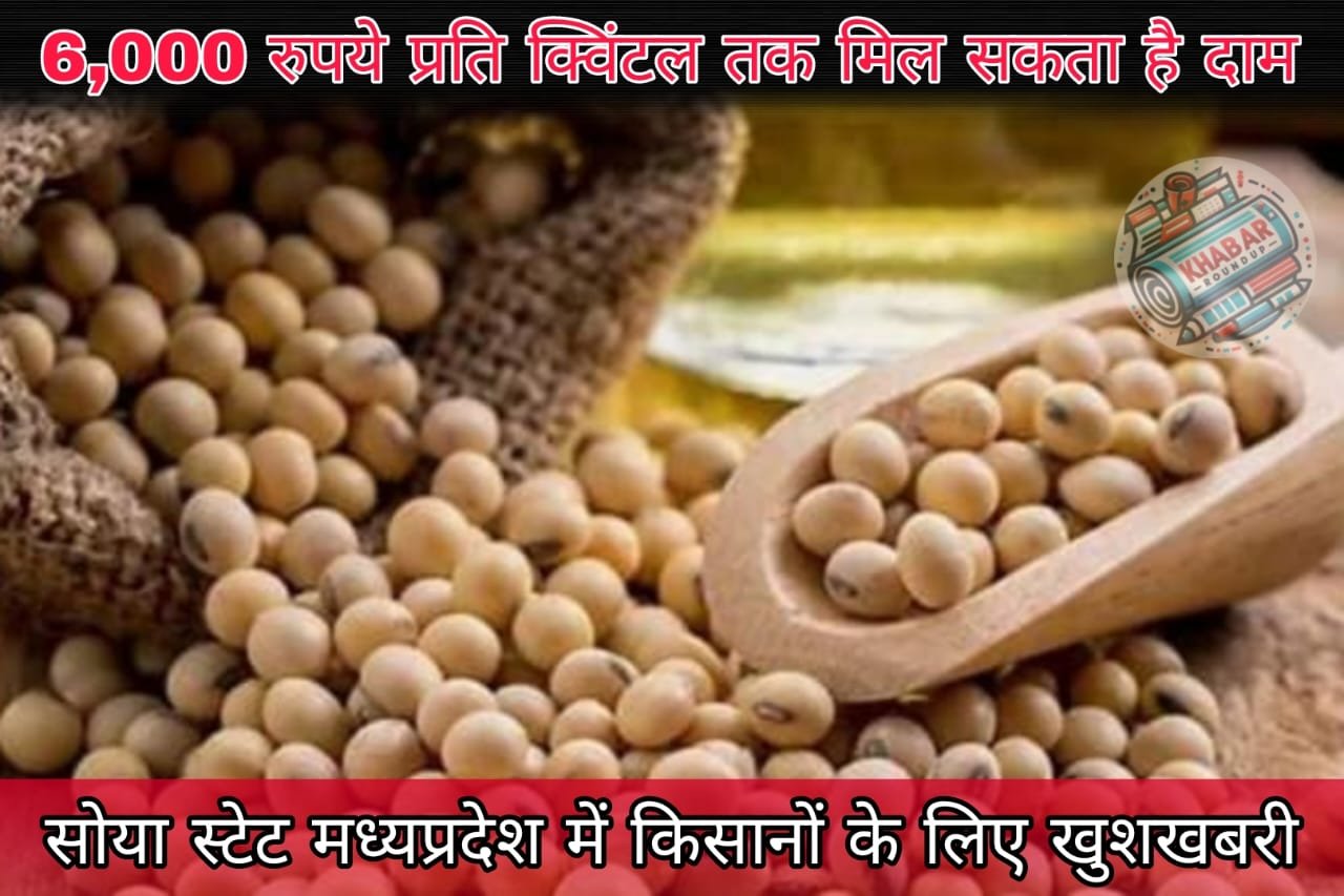 MP Kisan: Soybean will again become a profitable crop for farmers