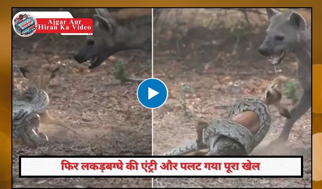 Python and Deer Ka Video: Python hunted deer