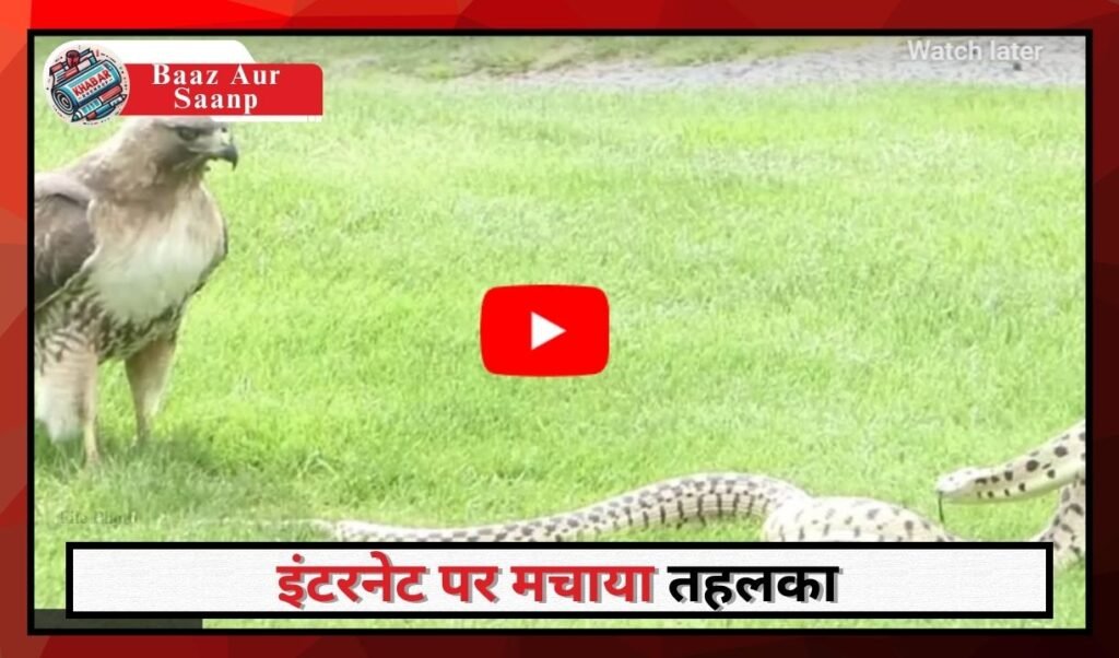 Baaz Aur Saanp: Video of exciting fight between snake and eagle goes viral