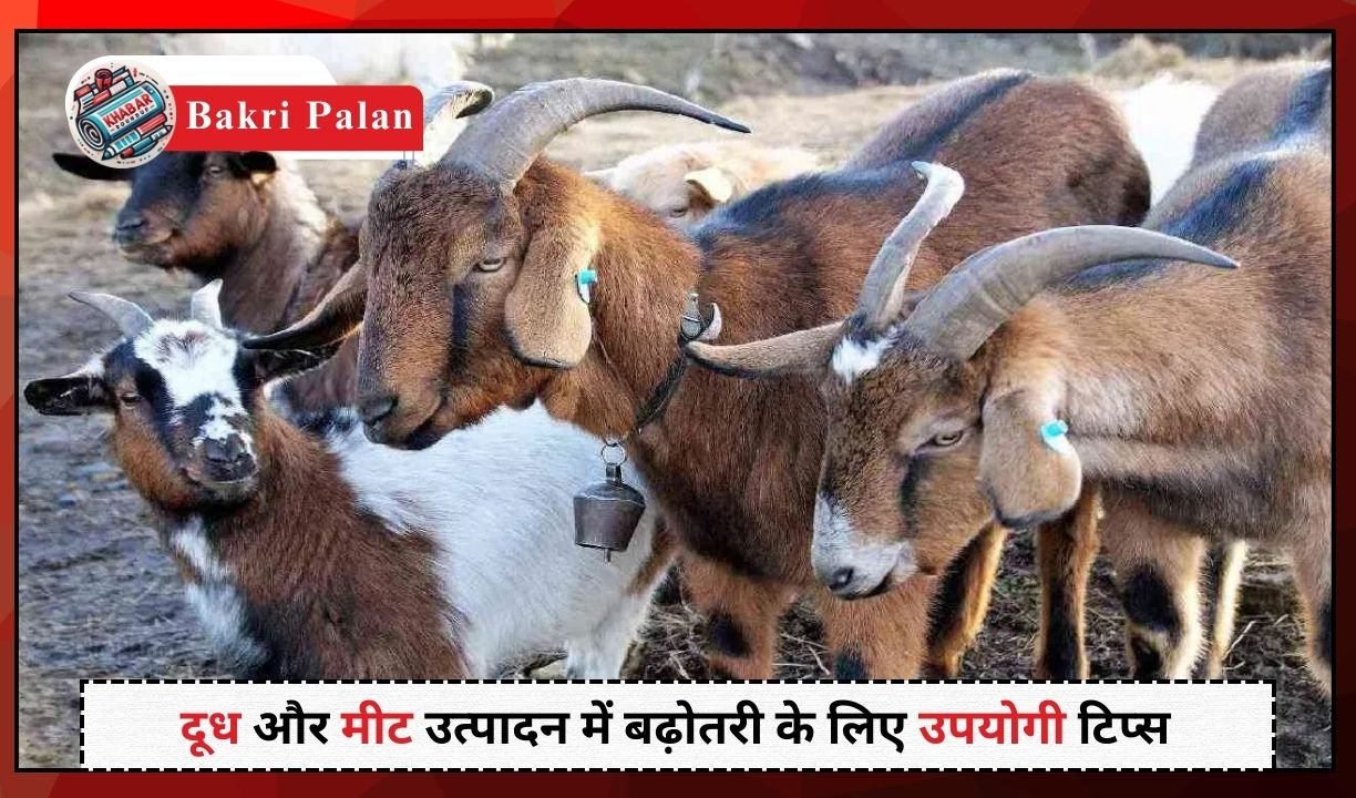 Bakri Palan: Care of goats in cold weather