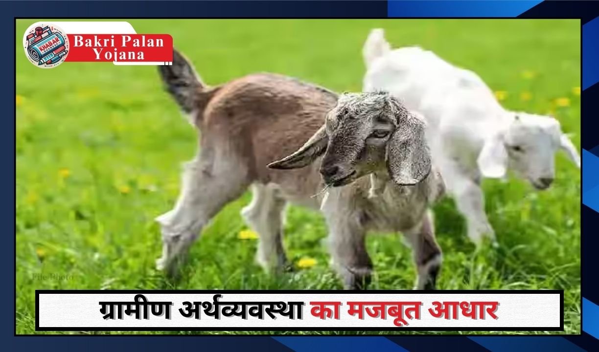 Bakri Palan Yojana: A profitable business and government help