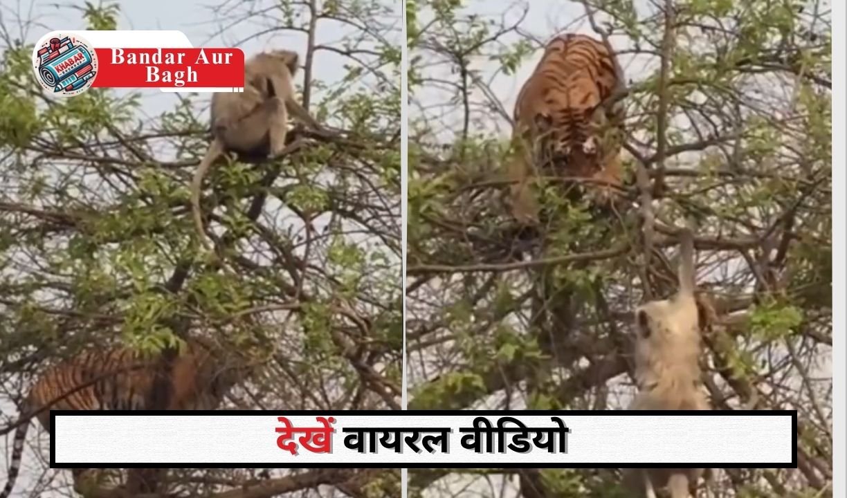 Bandar Aur Bagh: Monkey defeated the tiger: A unique battle of wits took place in the jungle.