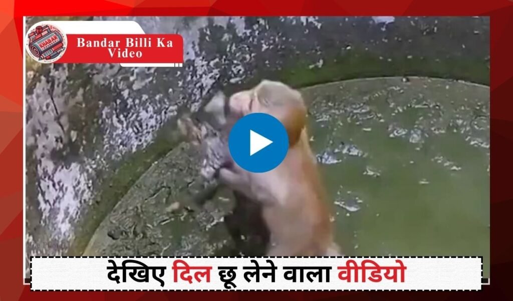 Bandar Billi Ka Video: Like parents, the monkey came to save the cat from the well.