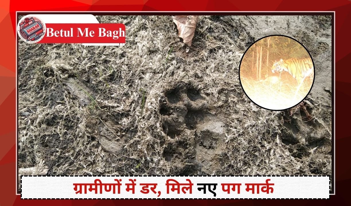 Betul Me Bagh: Tigers come back to eat their prey