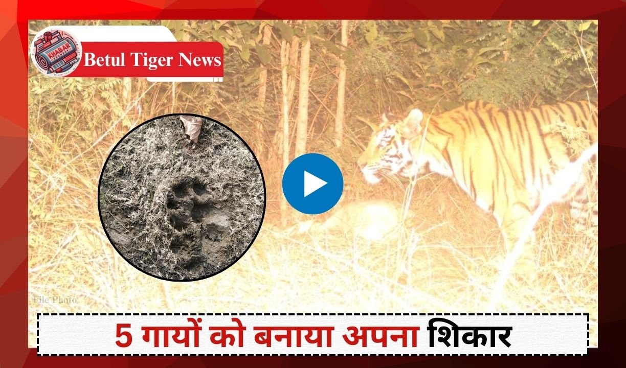 Betul Tiger News: Two tigers attacked in Betul forest, made 5 cows their prey.