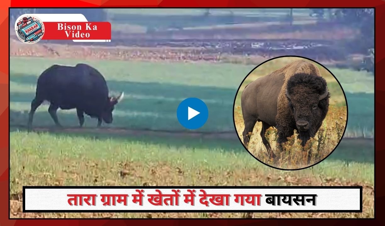 Bison Ka Video: Bison reaches northern forest division from west: Stirring in rural areas