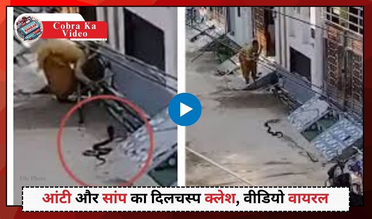 Cobra Ka Video : घर के सामने फन फैलाए मंडराया ब्लैक कोबरा