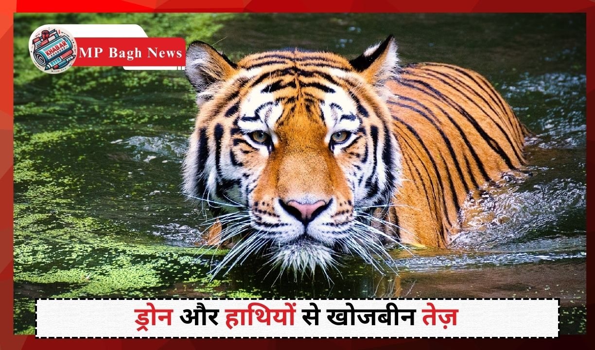 MP Bagh News: Search for man-eating tiger continues