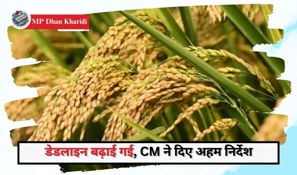 MP Dhan Kharidi: Big decision on paddy purchase: Purchase will remain closed for three days