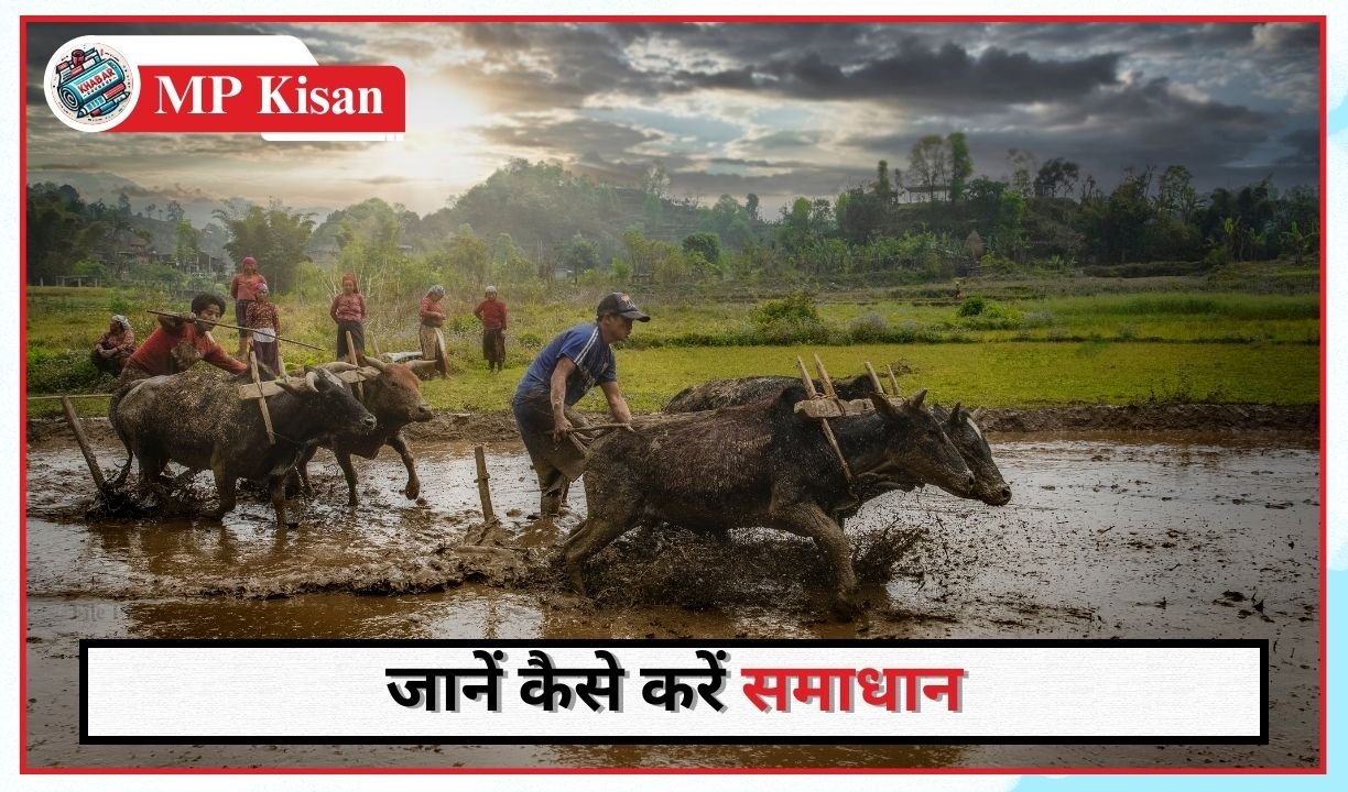 MP Kisan: Big news for MP farmers: PM Kisan Samman Nidhi amount may get stuck