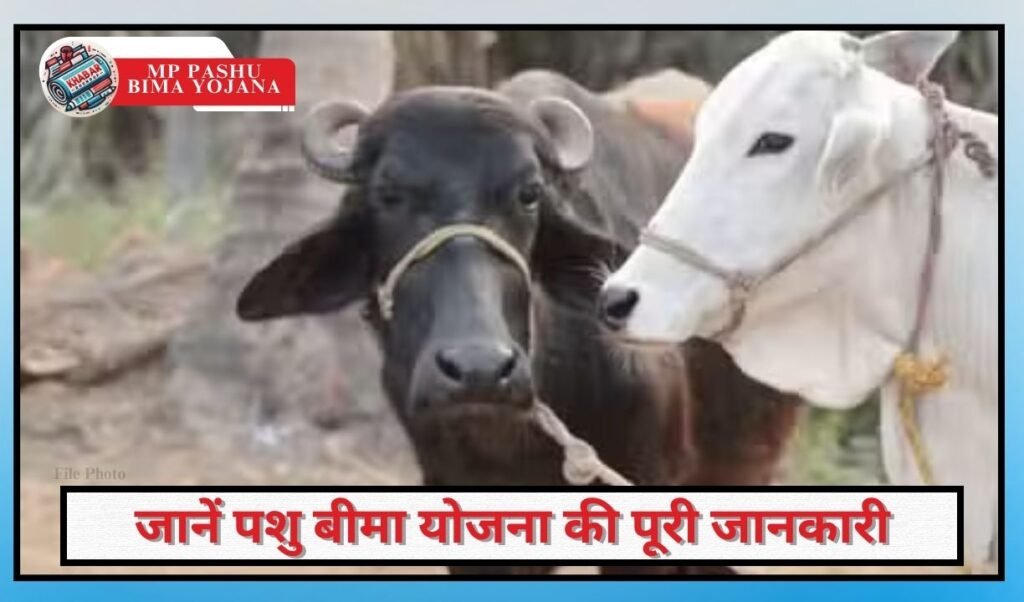 MP Pashu Bima Yojana: Now farmers can get cow-buffalo insurance for less than Rs 100.