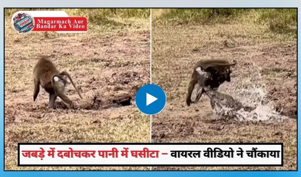 Magarmach Aur Bandar Ka Video: Crocodile attacked the monkey on the river bank