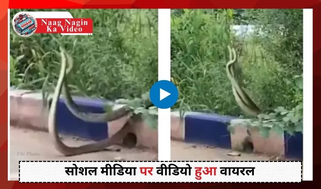 Naag Nagin Ka Video: The unique behavior of the snake on the road caught people's attention