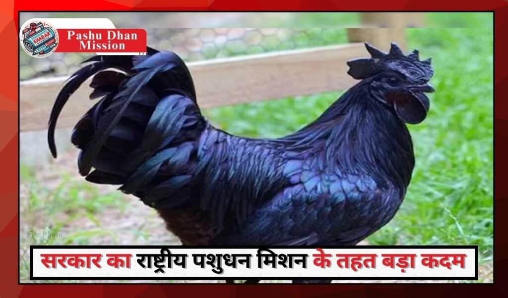 Pashu Dhan Mission: Good news for Kadaknath chicken lovers: Now available in big cities also