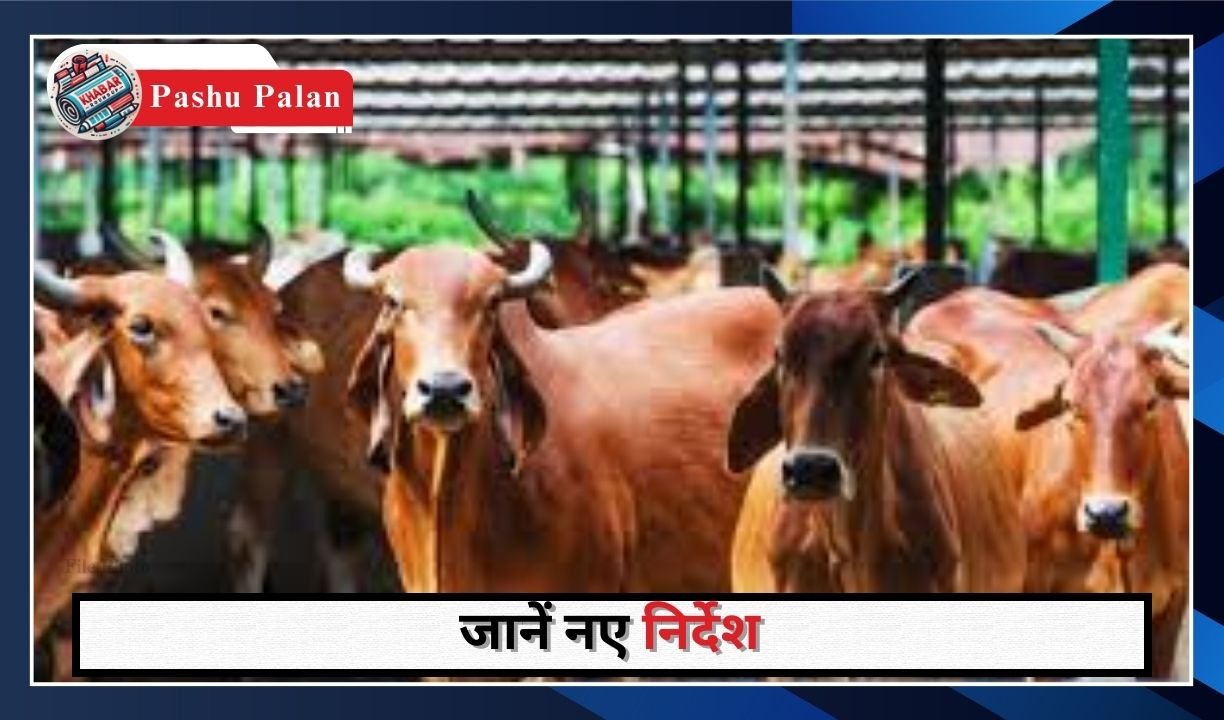 Pashu Palan: Good news for cattle farmers, insurance amount will be given on the death of insured animals.