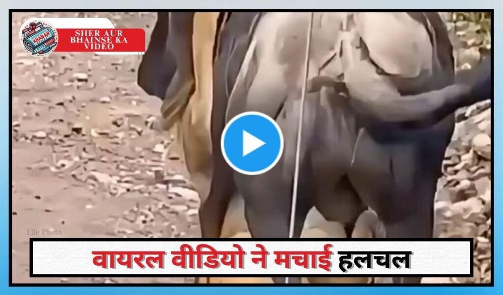 Sher Aur Bhainse Ka Video: Lion getting defeated by wild buffalo