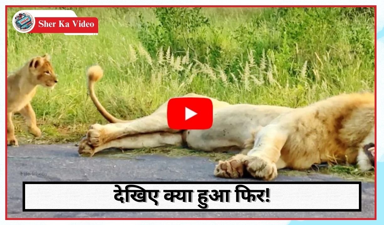 Sher Ka Video: The little lion cub bit the tail of the lion.