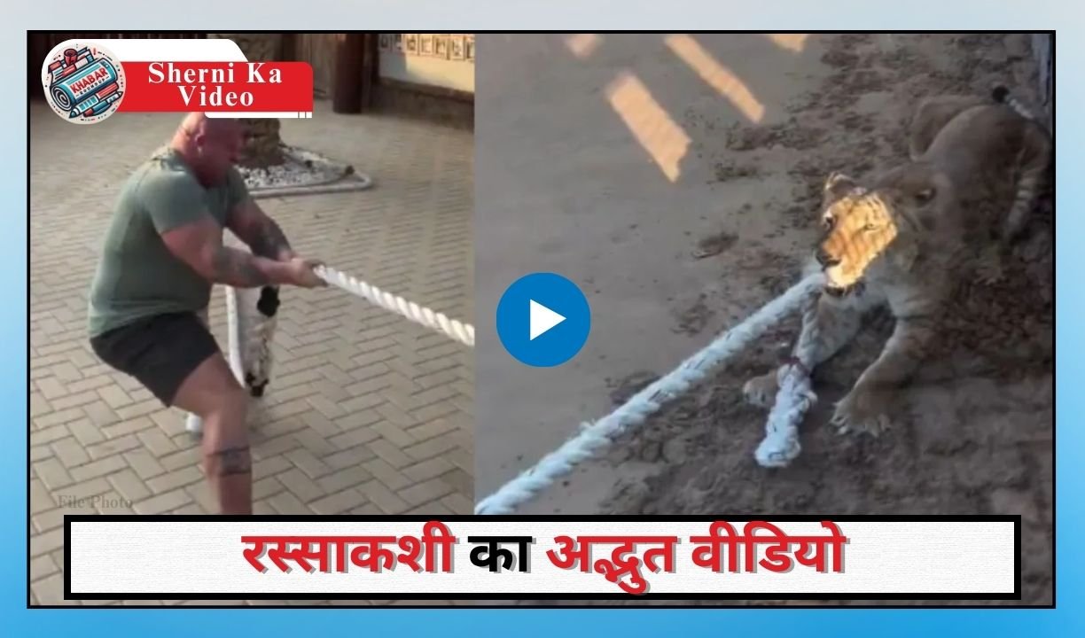 Sherni Ka Video: Bodybuilder vs Lioness: Amazing video of tug of war goes viral