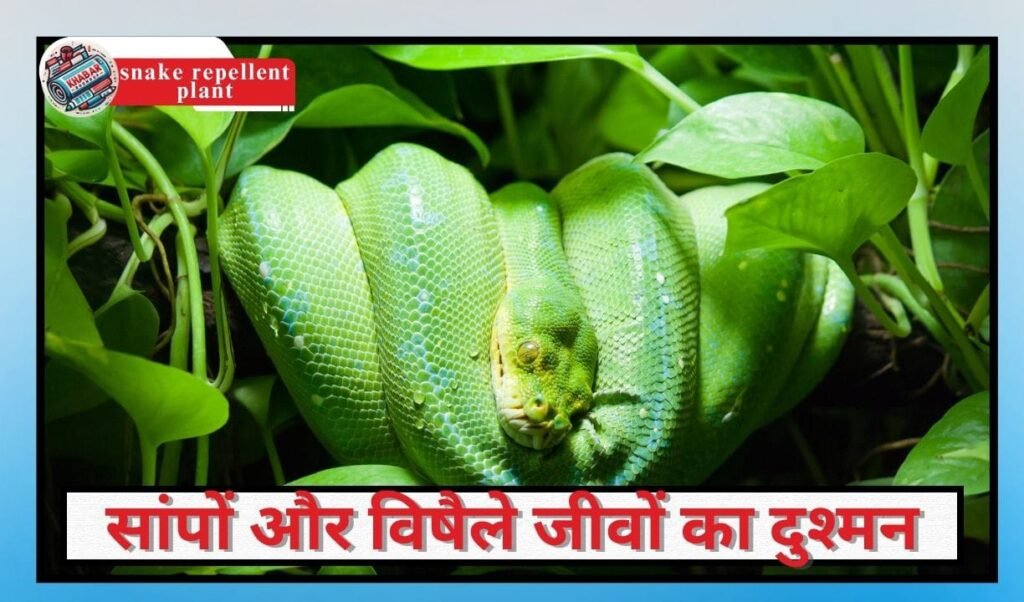 snake repellent plant: favorite plant of Goddess Durga