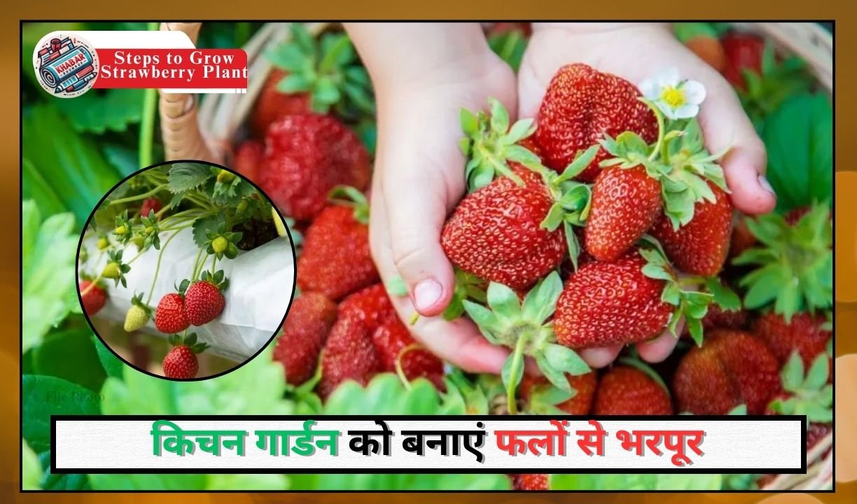 Steps to Grow Strawberry Plant: Grow strawberry in pot at home