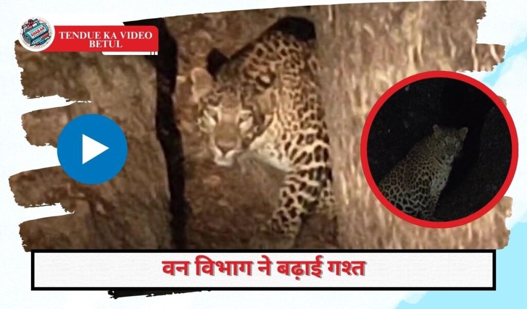 Video of Tendue Betul: Leopard sitting on the tree for hours, Forest Department increased patrolling in Officers Colony