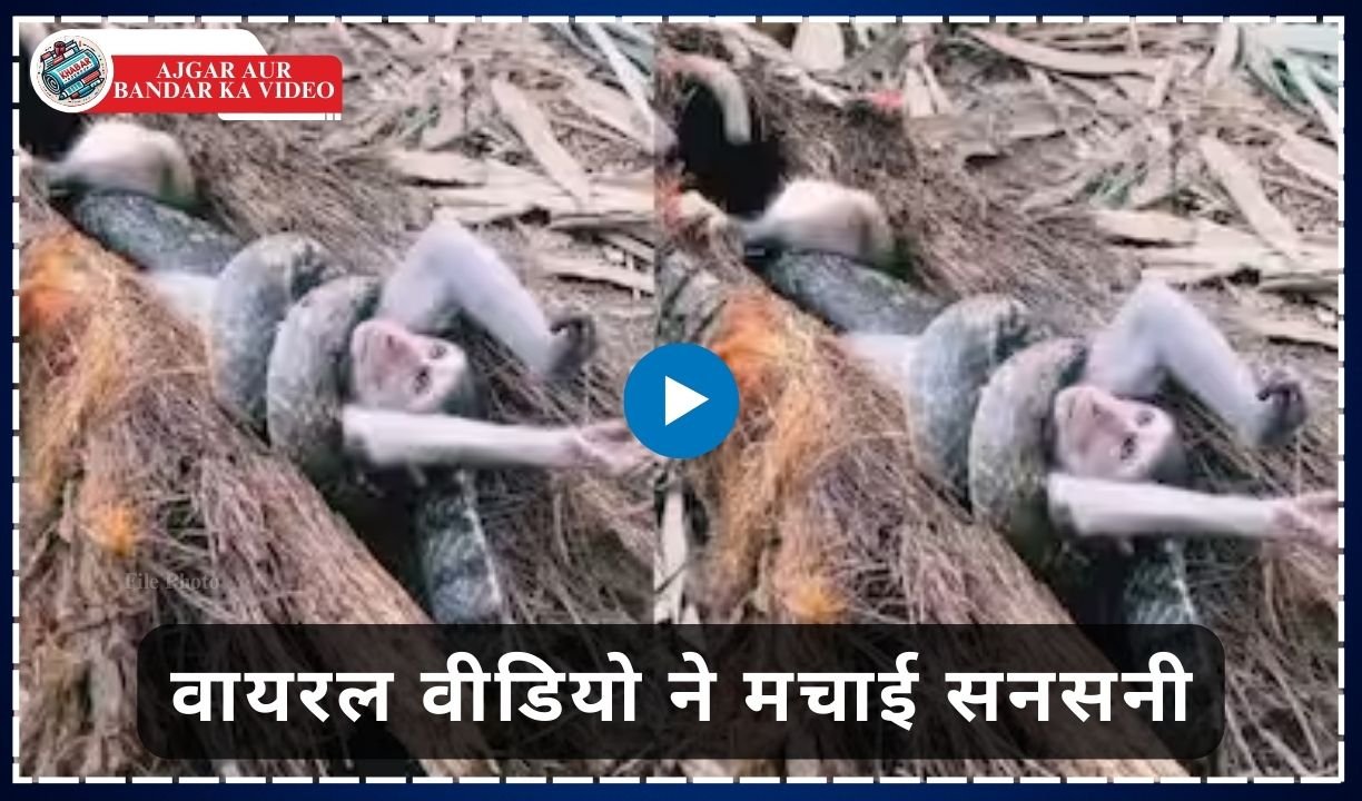 Ajgar Aur Bandar Ka Video: Scary encounter between a python and a monkey