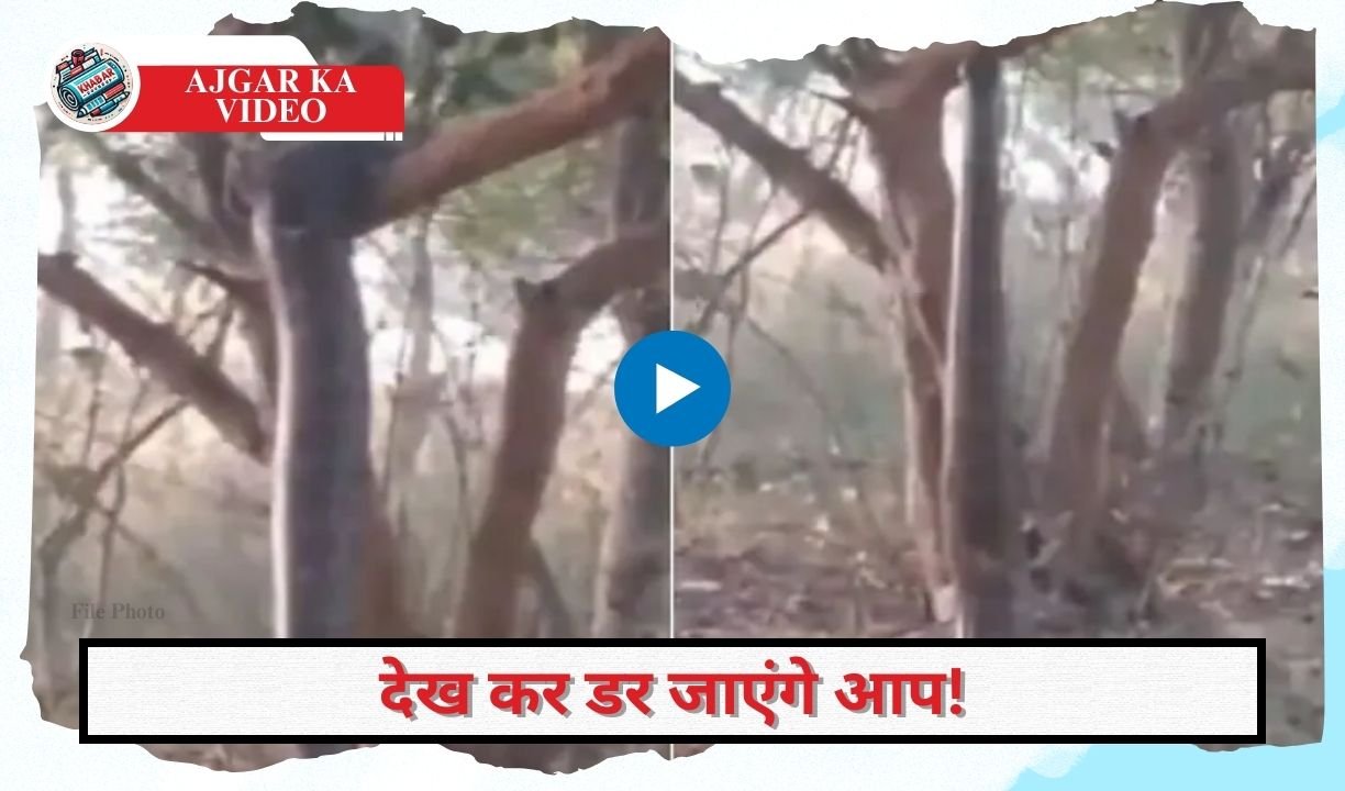 Python Ka Video: Huge python seen in the forest