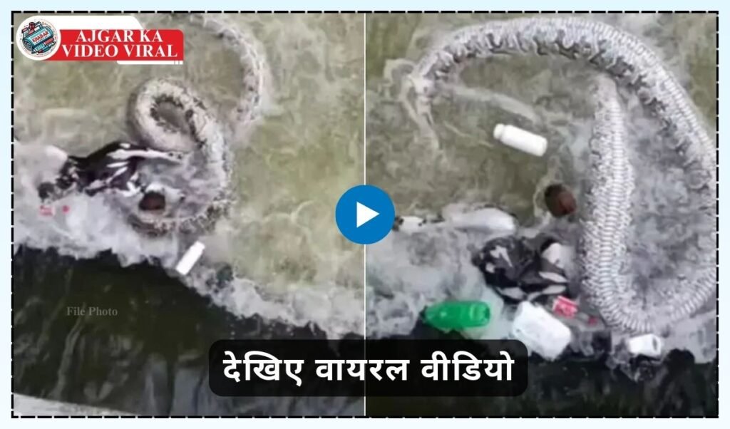 Python Ka Video Viral: Huge python trapped in canal, lost its life while hunting