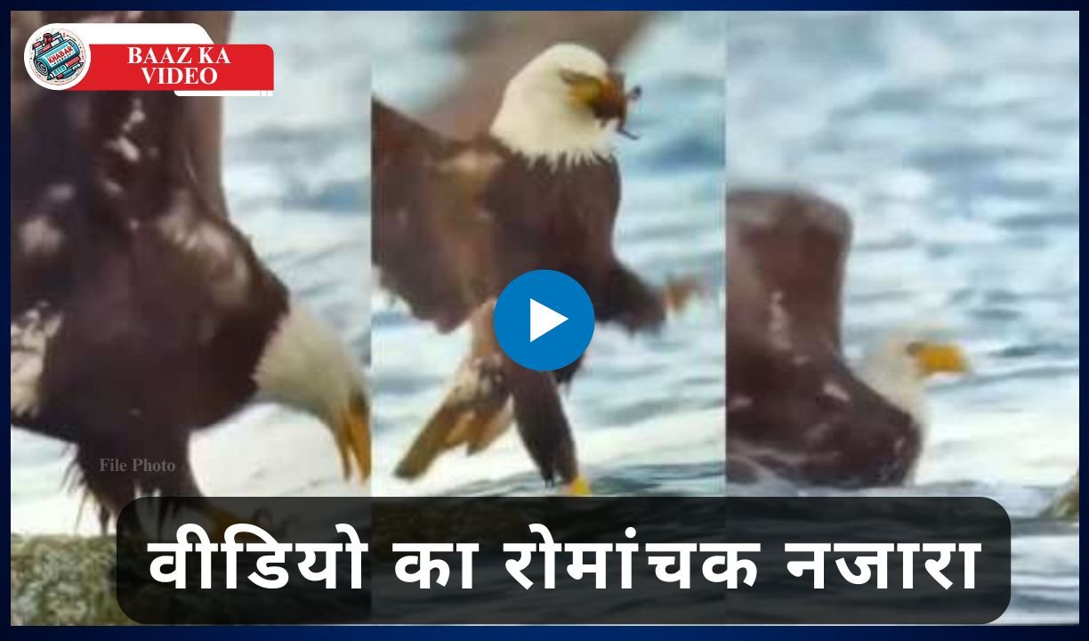 Baaz Ka Video: Clash between the king of the sky and the crab, viral video surprised people