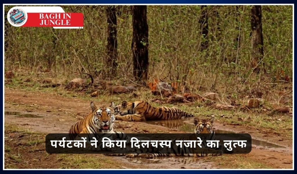 Bagh In Jungle: When the entire tiger family came to rest on the road