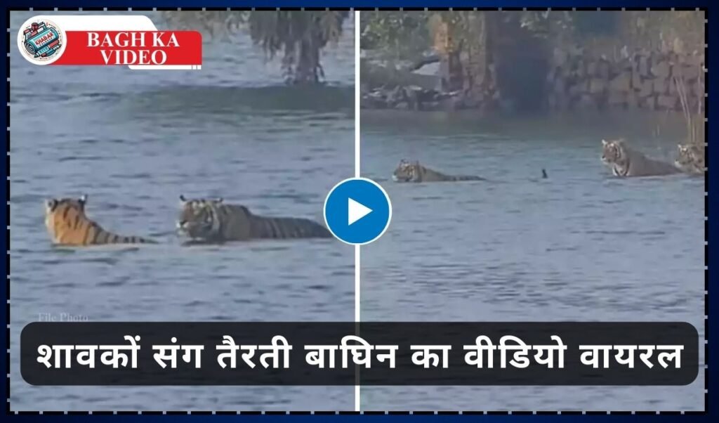 Bagh Ka Video: Rare sight of tigress Riddhi, video of tigress swimming with cubs in Ranthambore goes viral