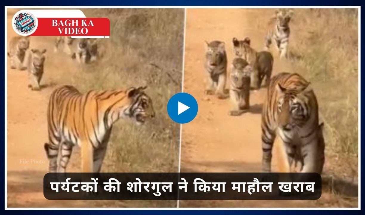 Bagh Ka Video: 5 cubs seen walking in the forest with the tigress