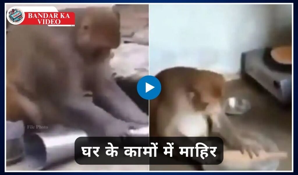 Bandar Ka Video: A very useful monkey, expert in household chores, from making bread to washing utensils.