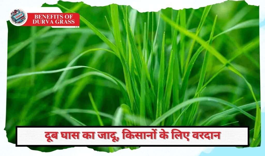 Benefits of Durva Grass: Free and nutritious fodder for milch animals in winter.