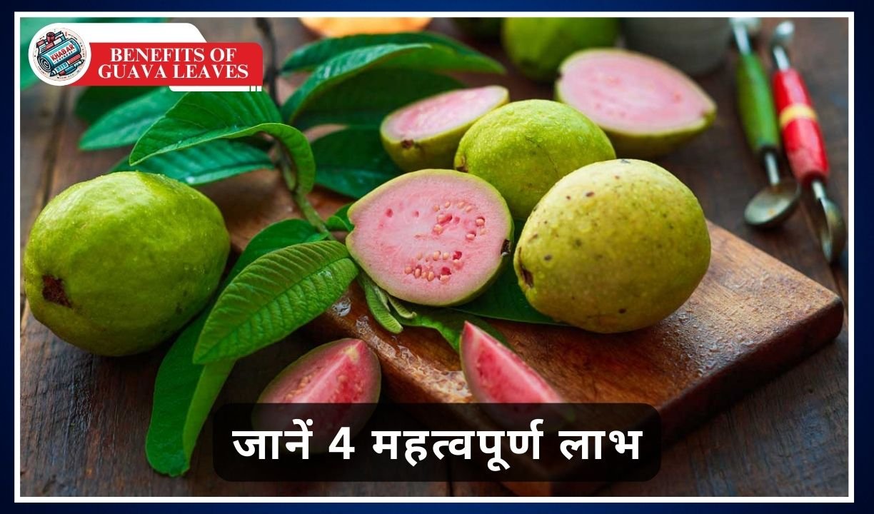 Benefits of Guava Leaves: Benefits of chewing guava leaves, from cleaning the mouth to immunity.