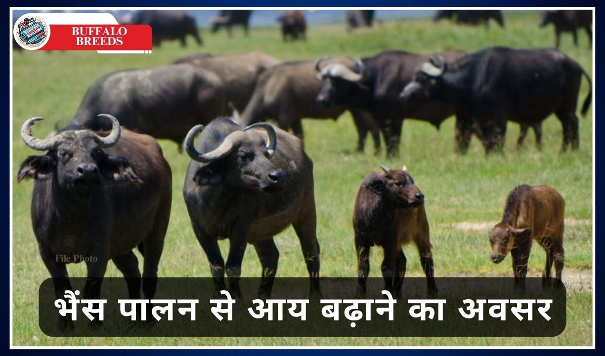 Buffalo Breeds: These two breeds of buffaloes are no less than Kuber's treasure.