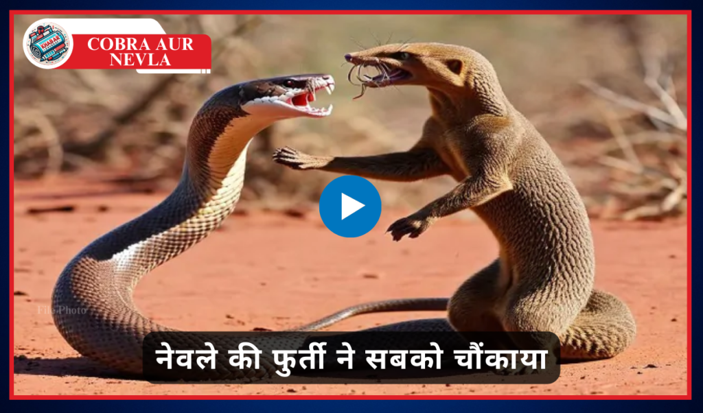 Cobra Aur Nevla: Video of fierce fight between mongoose and snake goes viral