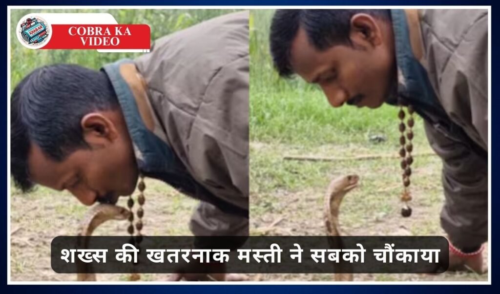 Cobra Ka Video: Poisonous cobra snake's kiss on the forehead, the man's dangerous fun shocked everyone