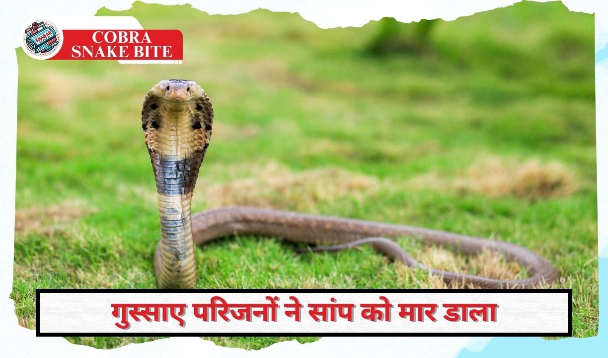 Cobra Snake Bite: Young man dies due to cobra snake bite in the field