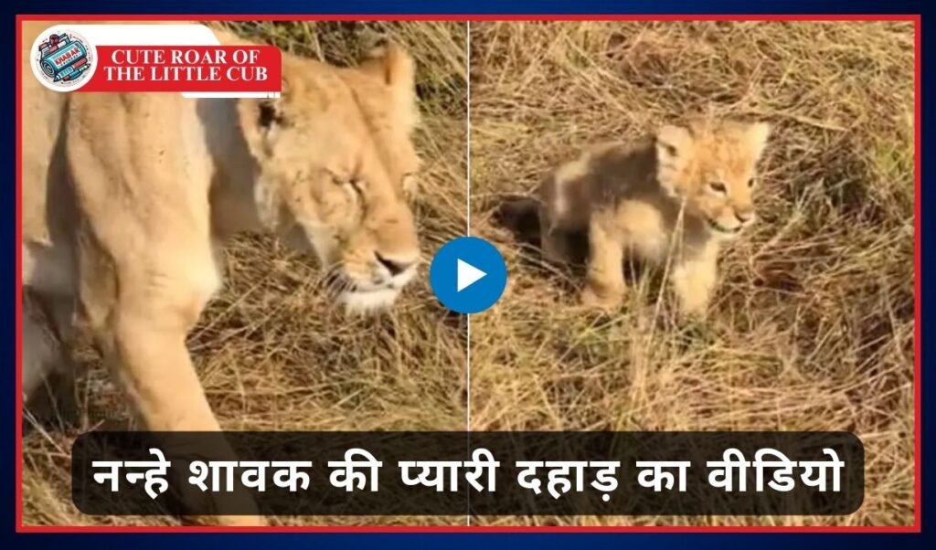 Cute Roar of The Little Cub: Video of the cute roar of the little cub running after the lioness went viral