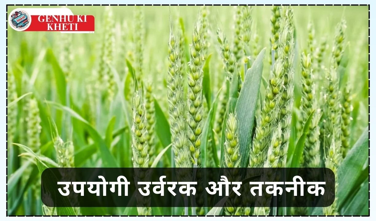 Genhu Ki Kheti: Useful fertilizers and techniques to lengthen the wheat ear and increase crop yield.