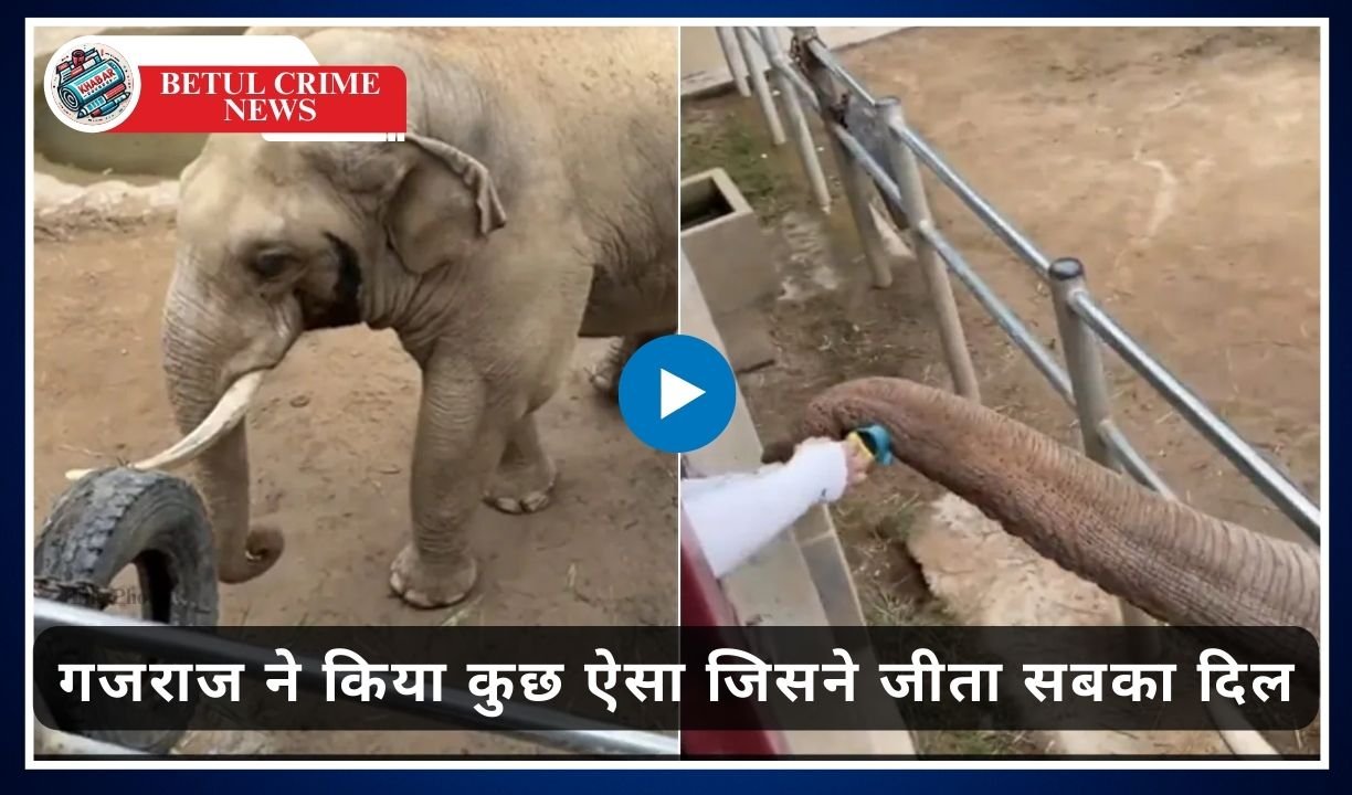 Hathi Ka Video: Child's shoe fell in elephant's enclosure, then Gajraj did something which won everyone's heart.